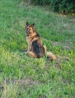 Darujem 9-ročnú fenku nemeckého ovčiaka (dlhosrstá)