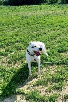 Argentínska doga sučka s PP - 1