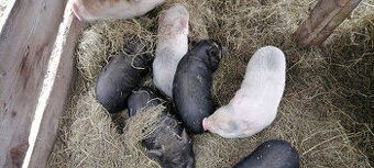 Vietnamske prasiatka