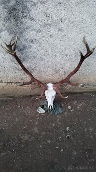 Predám striebornú katalogovu trofej jeleňa. Parožie zhody tr