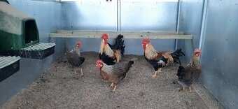 Vlaška Oranžovo krka nasadove vajcia