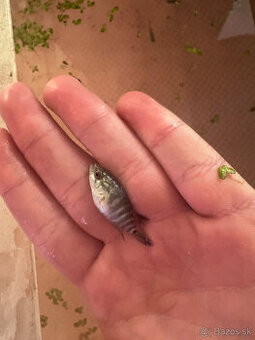 Parachromis Managuensis