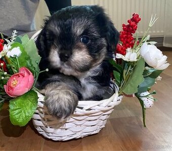 Rozkošné šteniatka MORKIE