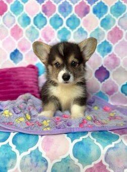 Welsh Corgi Pembroke s PP
