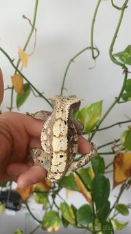 Pagekon riasnaty - 1