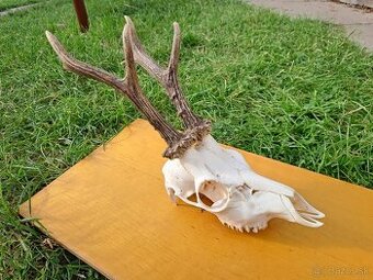 Predám trofej silnejšieho srnca. Výrazné perlovanie. Váha 42
