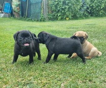 Mops