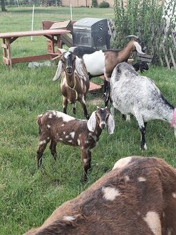 anglonubijska kozicka