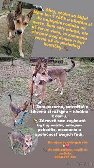 Fenka Mia hľadá nový domov