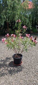 Oleander ružový
