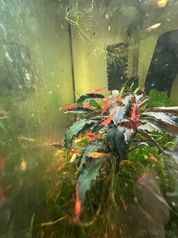 Krevetky Red Cherry – Neocaridina davidi