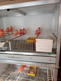 Kanáriky a klietky