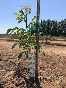 Stromčeky. Rubín kráľovský orech.