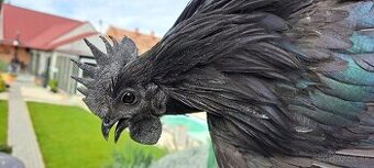 Násadové vajíčka ayam cemani