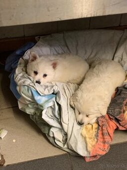 Steniatka stredného . Najdušik.