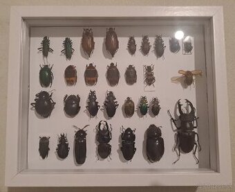 Zbierka chrobákov (chrobáky, hmyz)