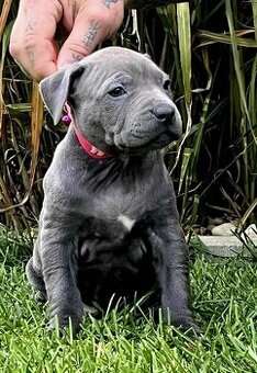 AMERICAN BULLY vek: 9 tyzdnov