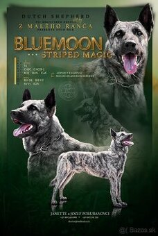 Holandský ovčiak - 1