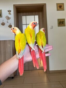 Pyrura zelenolící - ručně dokrmená mláďata - 1