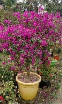 Bugenvilea (Bougainvillea) cyklámenová