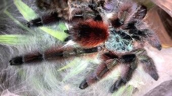 Tarantula, Vtackar, pavúk