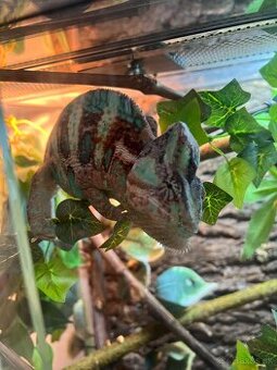 Chameleón aj s akváriom