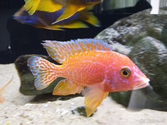 Aulonocara fire fish
