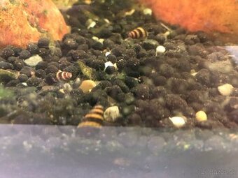 Slimak Clea Helena a krevety Japonica