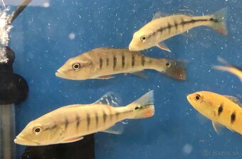 Albino Alligator Gar (Atractosteus spatula)+mix