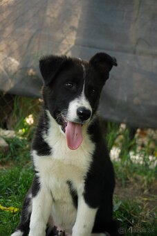 Roztomilé šteniatko hľadá milujúci domov 🐾❤️