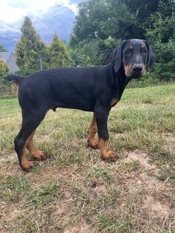 Doberman šteniatko- psík - 1