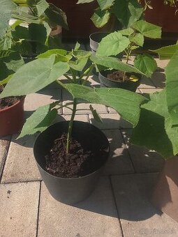 Paulownia - 1