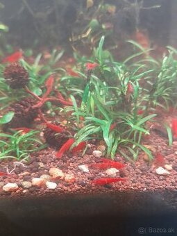 Predam krevetky Neocaridina Bloody Mary