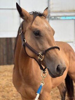 Buckskin klisna American Quarter Horse, Euro Futurity