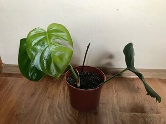 Monstera deliciosa 2