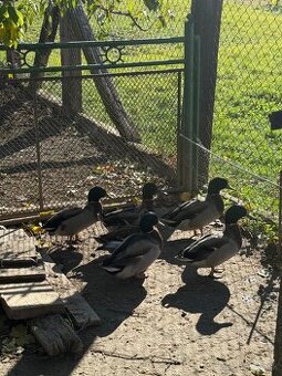 Predám mladých káčerov