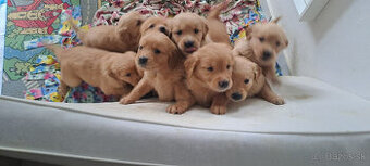 Zlaty retriever - steniatka