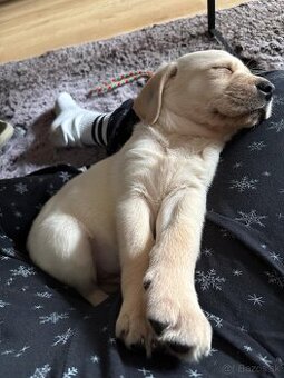 Labrador retriever šteniatko - 1