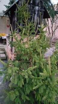 Darujem vianočný stromček 190cm a cacinu