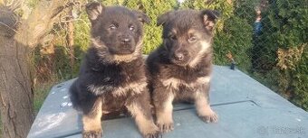 Šteniatka Nemecký ovčiak