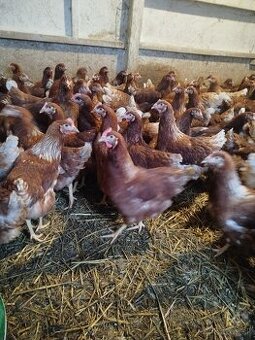 Predaj Živej hydiny