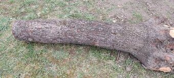 Predam kmen starej hrusky