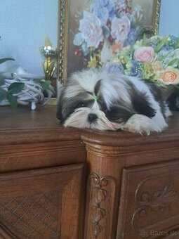 Shih-tzu s PP / shi tzu / shi-tzu