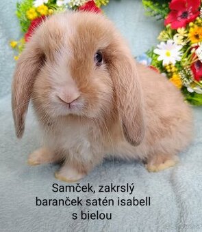 Zakrslý baranček satén s VP samček isabell s bielou HK