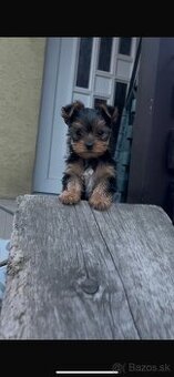 Mini Yorskhirsky teriér
