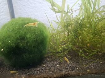 Neocaridina Davidi var. Yellow
