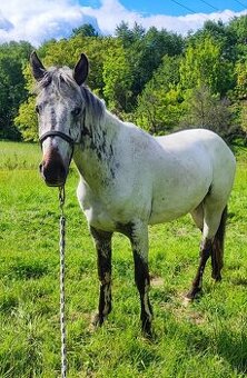 Appaloosa valach napredaj