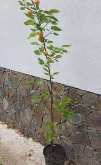 Marhula - 1