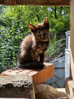 Darujem macicky - velmi pekne
