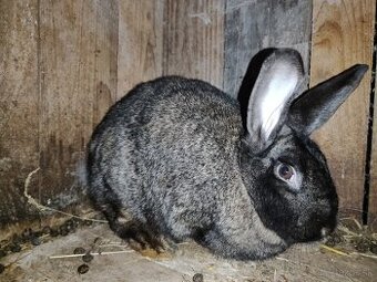 Dospelá samica na ďalší chov akcia 25€ priamo PO